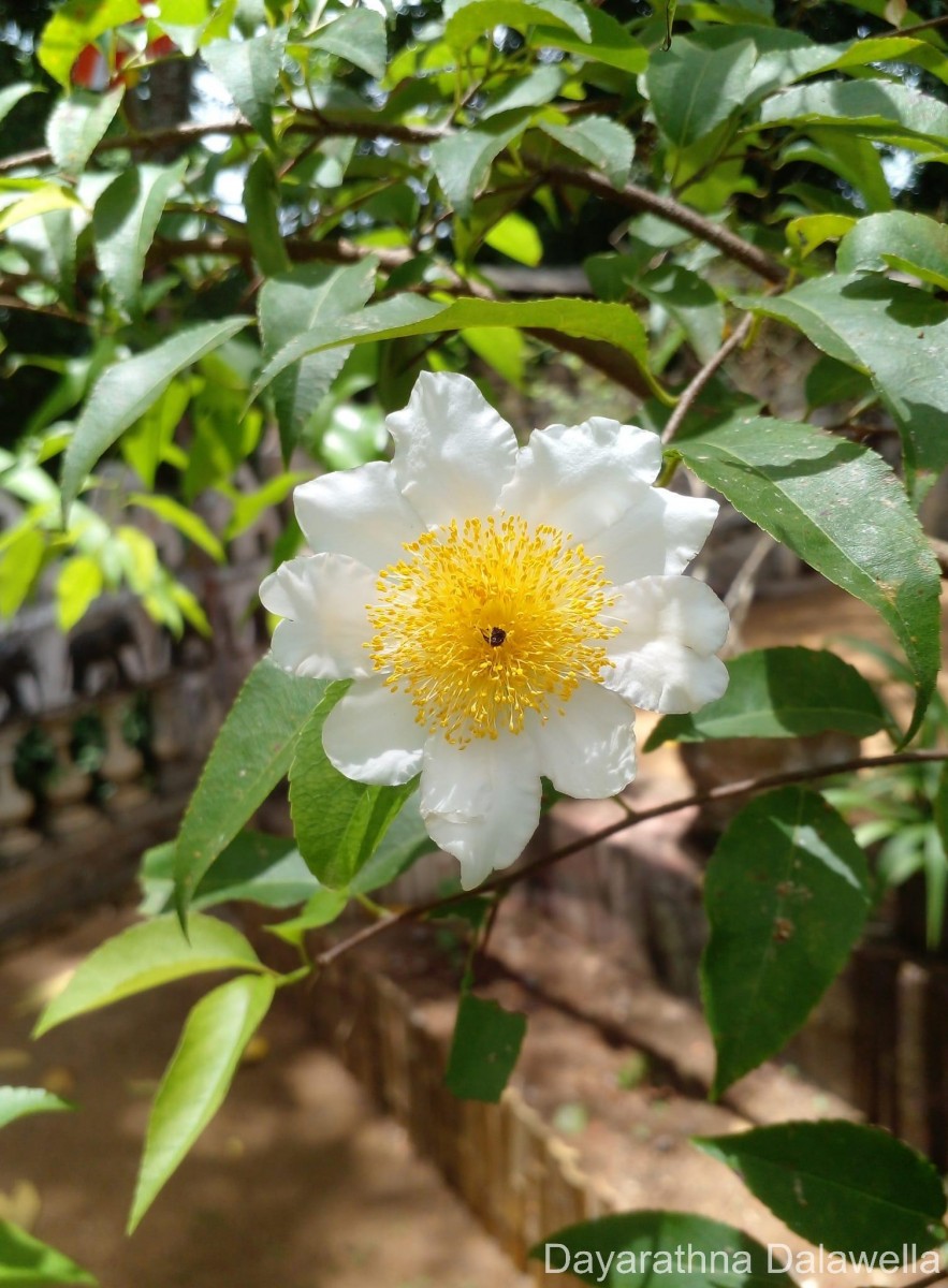 Oncoba spinosa Forssk.